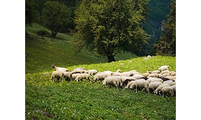 illustration Projet LIFE Natur'Adapt