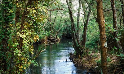 illustration Adaptation au changement climatique de la forêt 