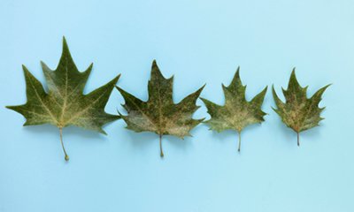 Reconstruction d'une école dans le respect des arbres existants pour le confort global des élèves